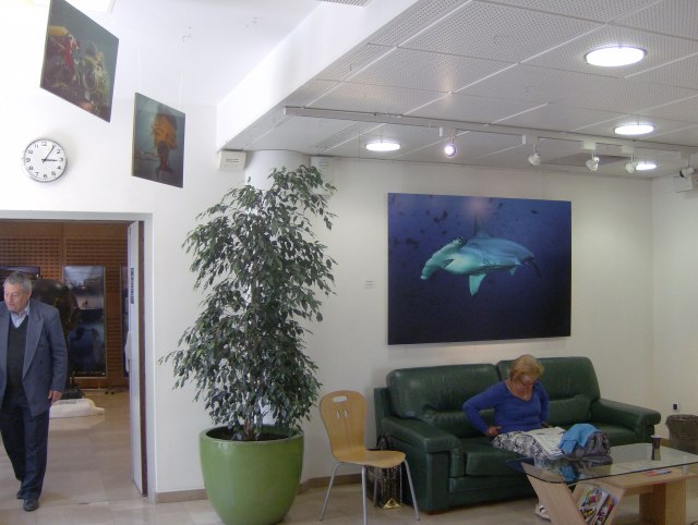 Entre de la salle Marie-Mauron. Au mur une des deux photos de requin de Ludovic Savariello. Ces deux photos viennent d'arriver  Marseille  La Timone : Ludovic les installe dans la salle de   jeux des enfants malades. C'est vraiment sympathique. 