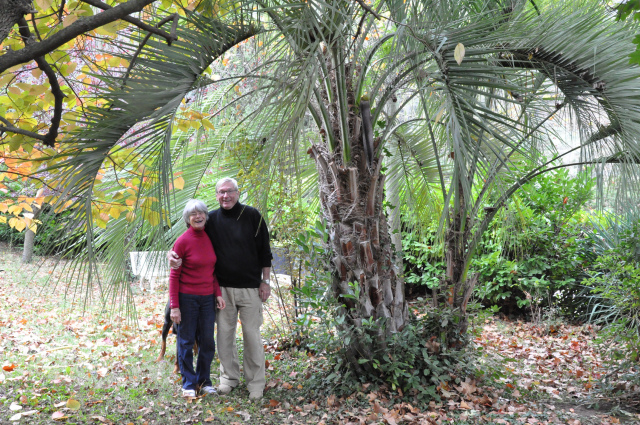 Catherine et Jean Marin "sous" le palmier qui n'avait que quelques centimtres lorsque Frdric Dumas le leur offrit.  Photo Franck Machu 2012.